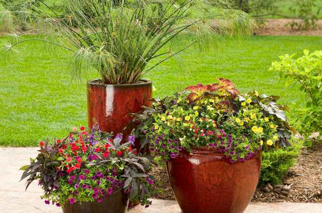 Bigger Really IS Better, Tips on Container Gardening